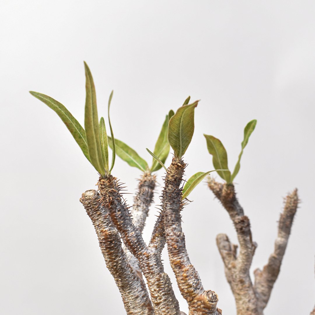 パキポディウム グラキリス 【発根済み】RFKN25010876 | RAFLUM