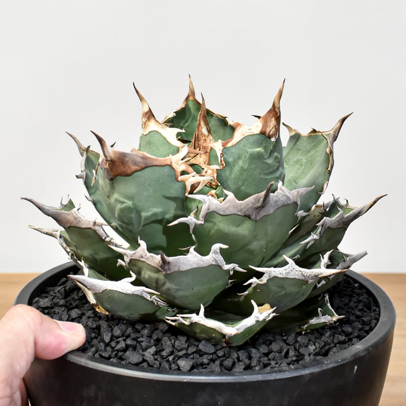 アガベ　チタノタ　dennisB05 子株　青犀牛　デニスタグ付き アガベ チタノタ 