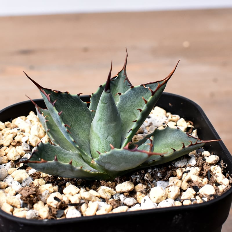 アガベ トランカータ×(パラサナ×イシスメンシス)パリーハイブリッド アガベ パライシ(パラサナ×イシスメンシス)ハイブリッド 最