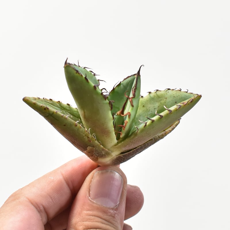 アガベ チタノタ 歐若拉 / 