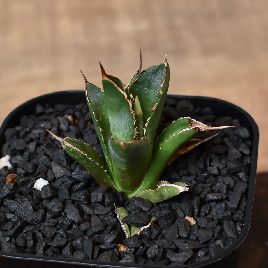 アガベ ブラックマンバ 黑曼巴 子株 【Black mamba 