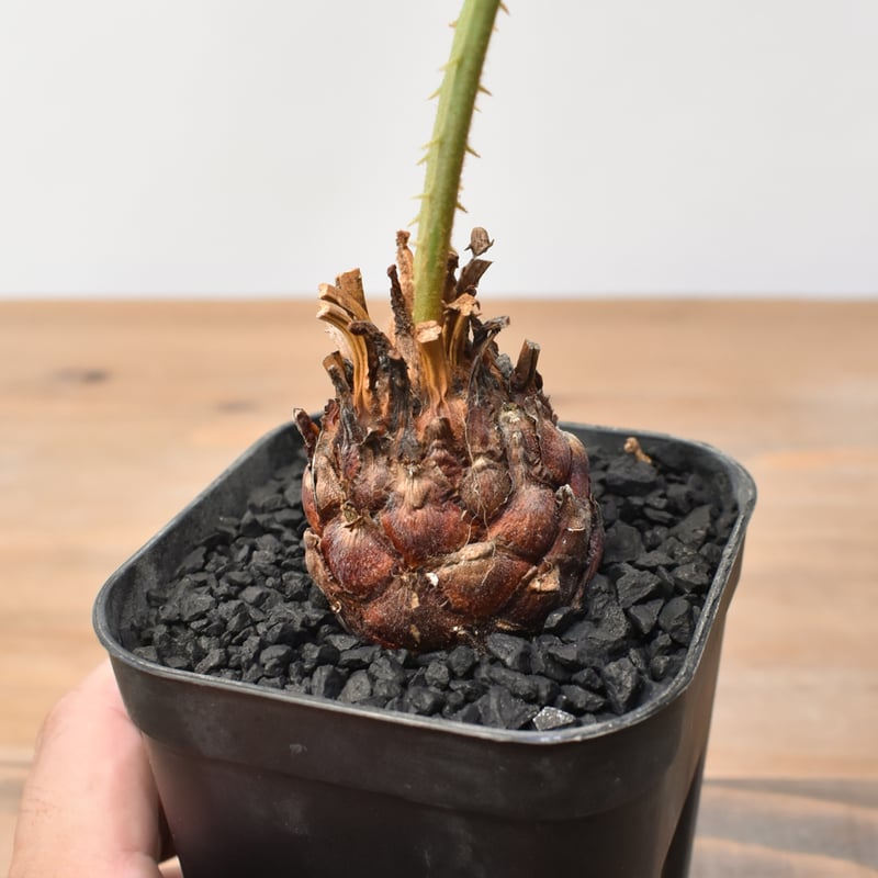 サイカス カイルンシアナ 【実生】RF25011360 | RAFLUM / ラフラム