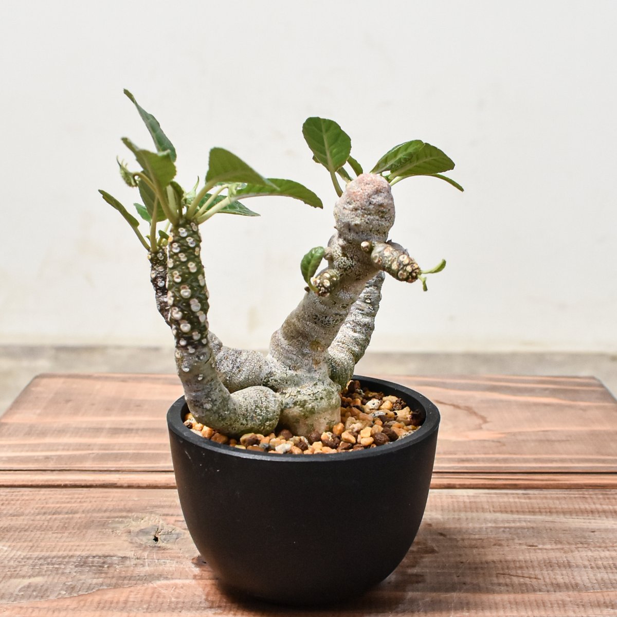 【発根済】ドルステニア フォエチダ ドルステニア フォエチダ【発根済み】GM2401750(T) | RAFLUM / ラフラム