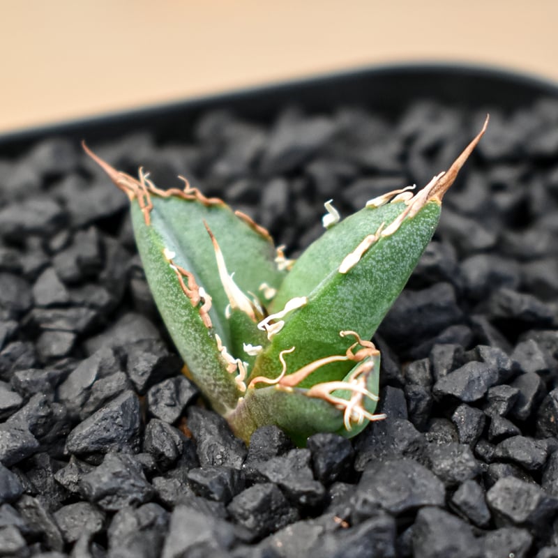 希少Agave difformis 大株 Agave difformis