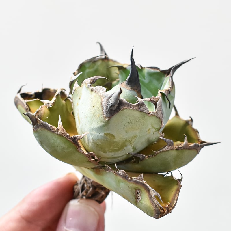 アガベ チタノタ ブラックアンドブルー / BB 藍球 【台湾 dragon agave