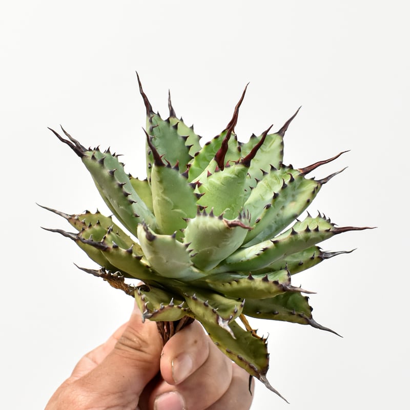 アガベ マクロアカンサ覆輪中縞斑 極上斑入り 様 アガベ・乱雪【特選