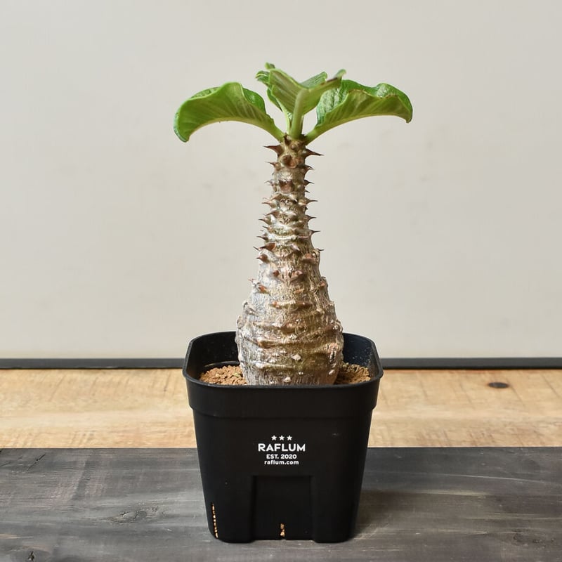 パキポディウム ウィンゾリー （実生）RF230826 | RAFLUM / ラフラム