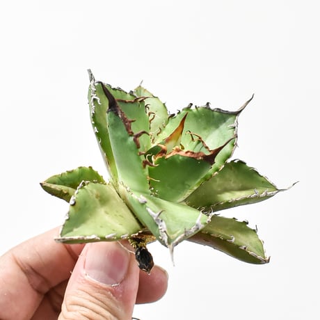 アガベチタノタゼウス | STORES