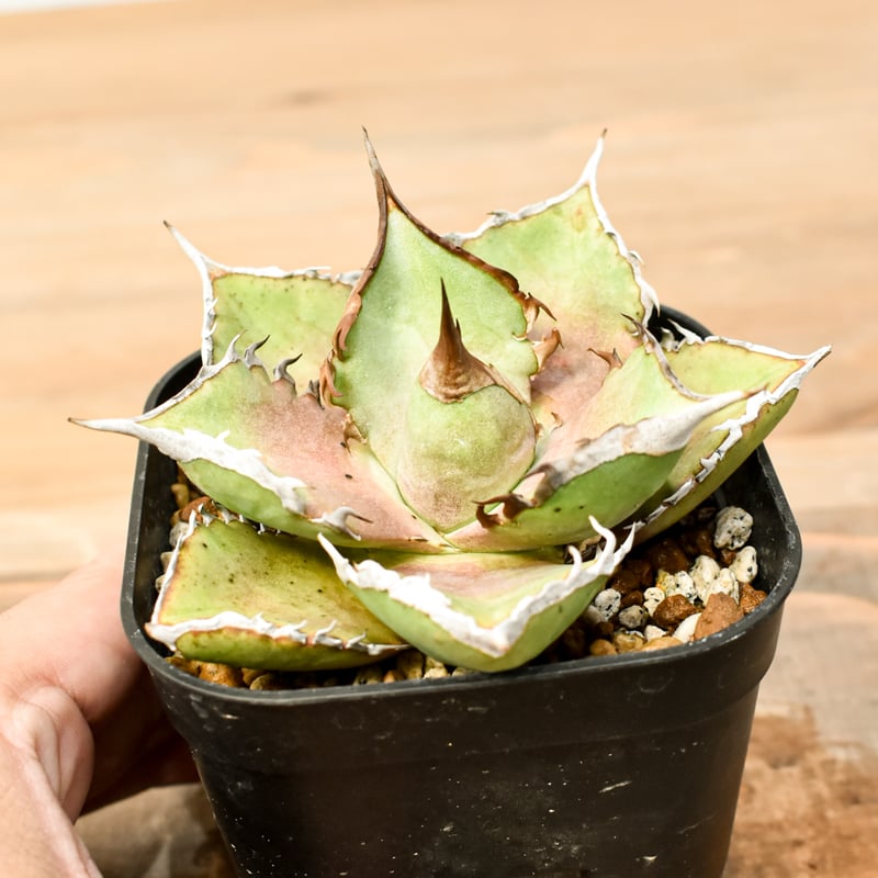 アガベ チタノタ シャークソード 