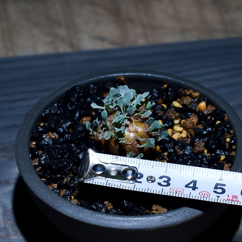 オトンナ カカリオイデス（実生）RF22971 | RAFLUM / ラフラム｜東京