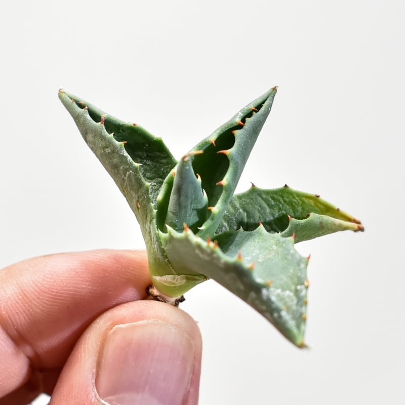 ユタエンシス エボリスピナ×(ポタトラム