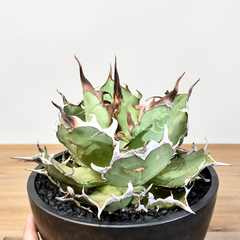 専用】アガベ チタノタ ハデス 