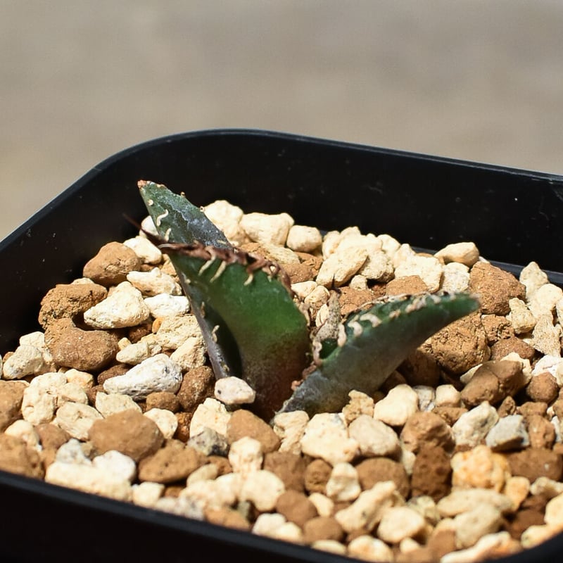 アガベ　チタノタ　オテロイ　シーザー　トップねじれ　♯4 アガベ チタノタ シーザー / Agave titanota 'Caesar' #6 | Du
