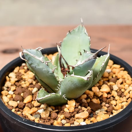 アガベ チタノタ  フェニックス "鳳凰"【発根済み/子株】C RF240004