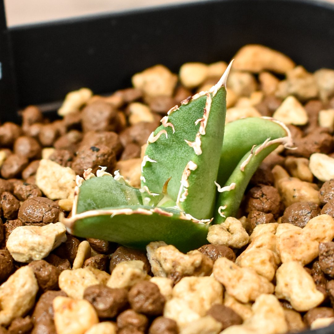 Lize血統 アガベチタノタ 大白鯊 ホオジロザメ 子株 発根済 アガベ チタノタ ホオジロザメ 