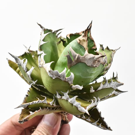 アガベ チタノタ "精品レッドキャットウィーズル" / 精品赤猫 , 精品紅猫  【台湾 dragon agave産/中株/抜き苗】578 DGC2411069(T)