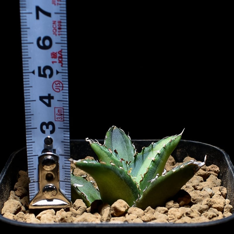 アガベ チタノタ 