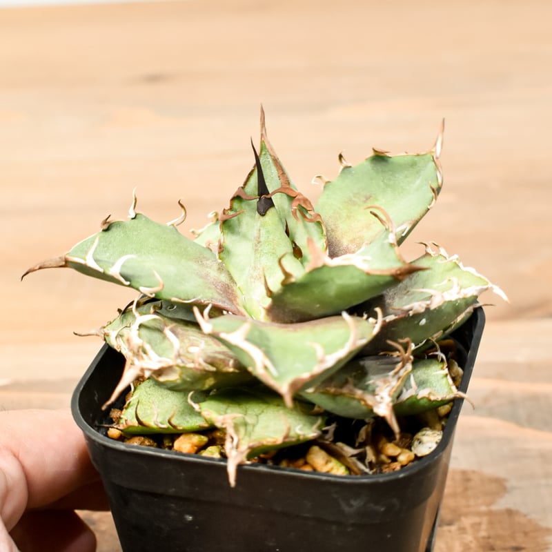 アガベ チタノタ シーザー 