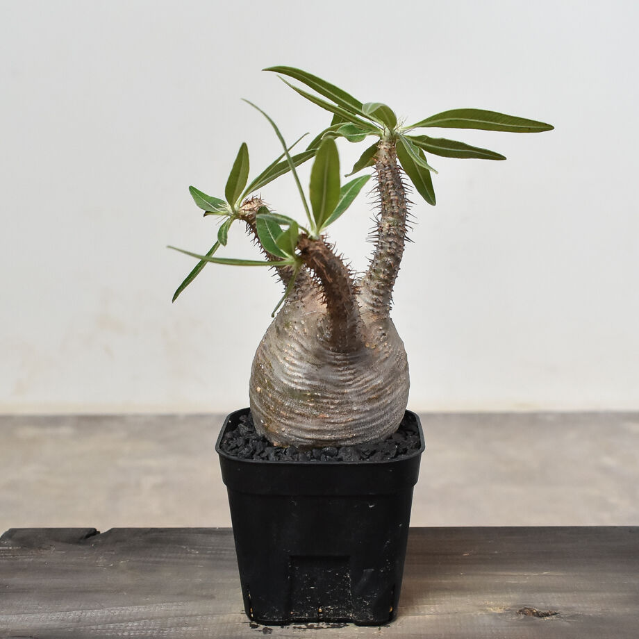 パキポディウム グラキリス (発根済み) RF230807 | RAFLUM / ラフラム｜