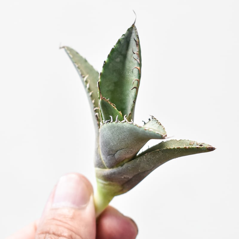 アガベ チタノタ 