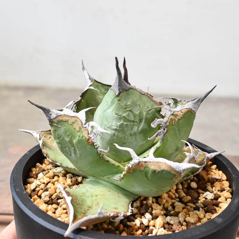 アガベ チタノタ 