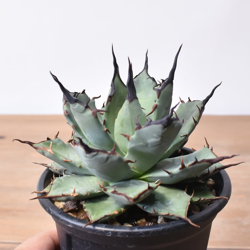 アガベ ハイブリット 象牙妖炎×黑帝斯 / エボリスピナ×ハデス 