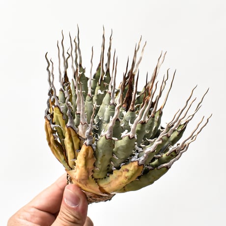 CATEGORY ユタエンシス | RAFLUM / ラフラム｜東京、大阪の塊根植物