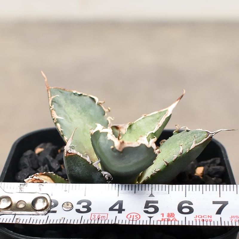 アガベ チタノタ 