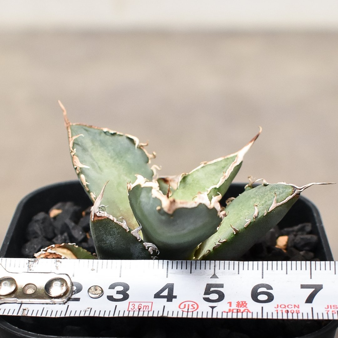 アガベ チタノタ 