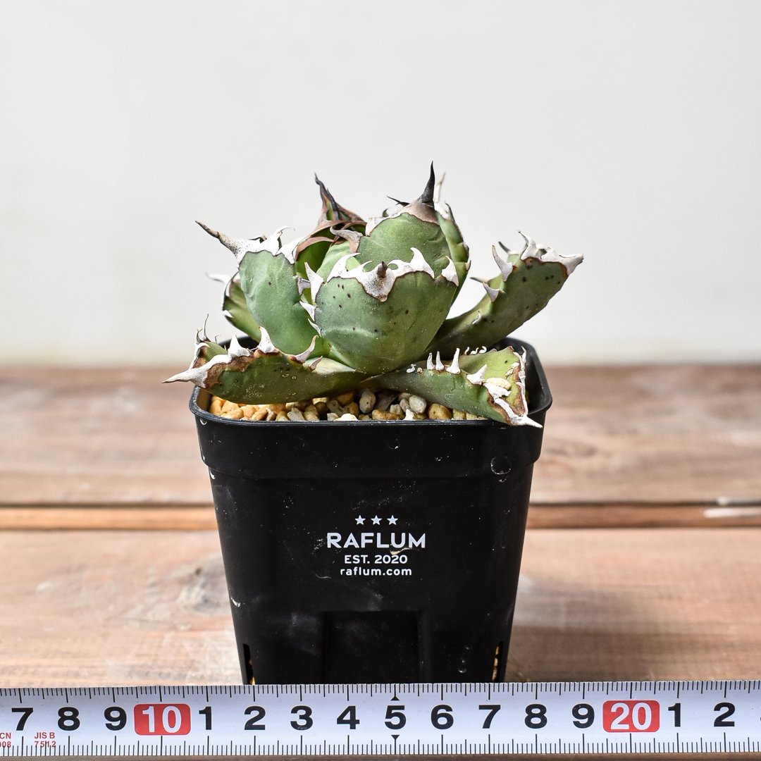 アガベ チタノタ ドワーフ / 