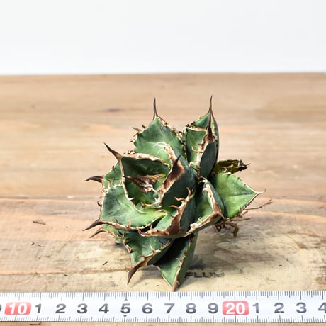 アガベ チタノタ "精品緑犀牛"   【台湾 dragon agave産/中株/抜き苗販売】B33