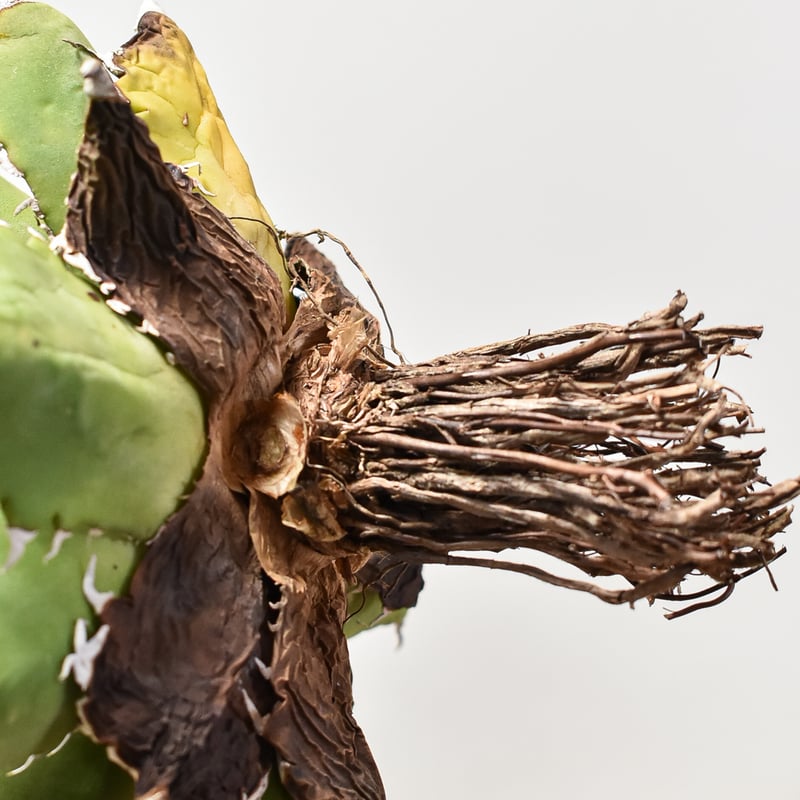 アガベ　狂刺夕映　ソーラーエクリプス　抜き苗 アガベ チタノタ ソーラーエクリプス 