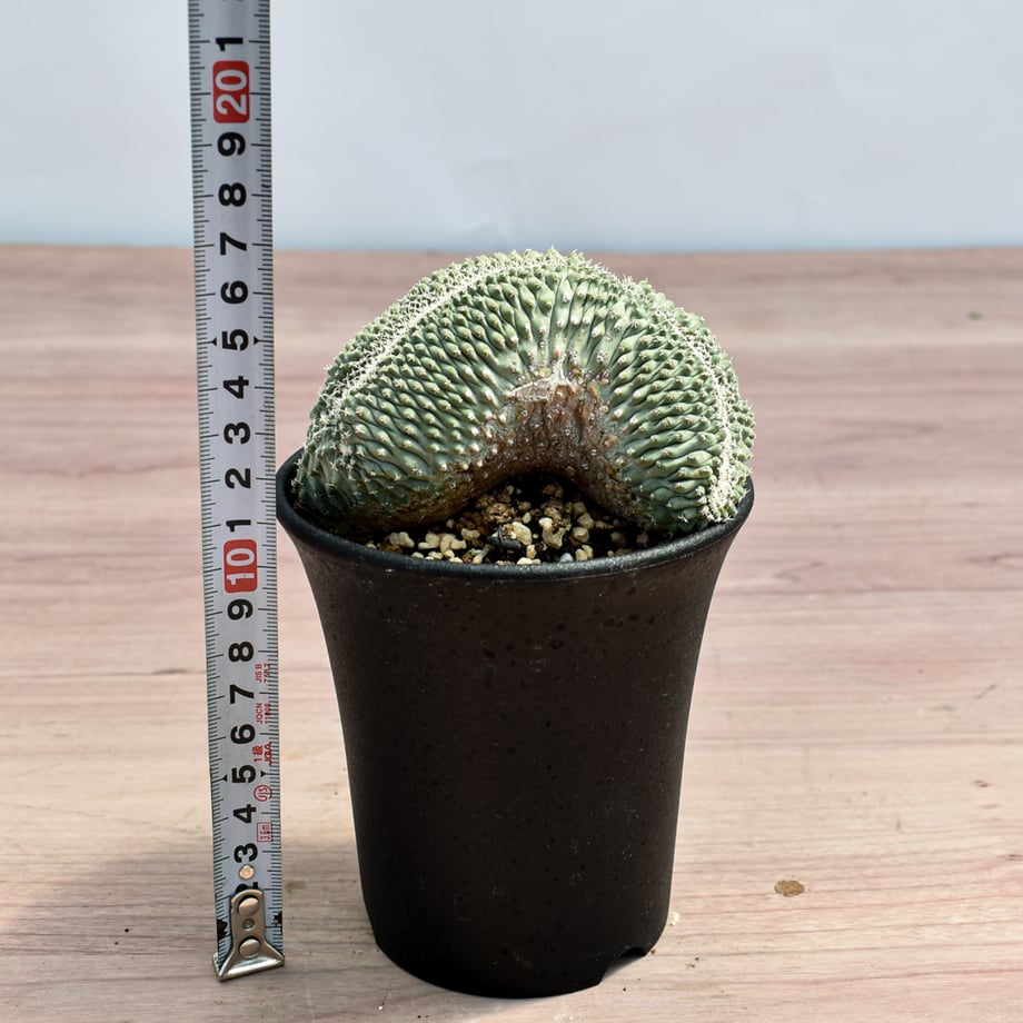 6a290b61bcb4c47c69eae836