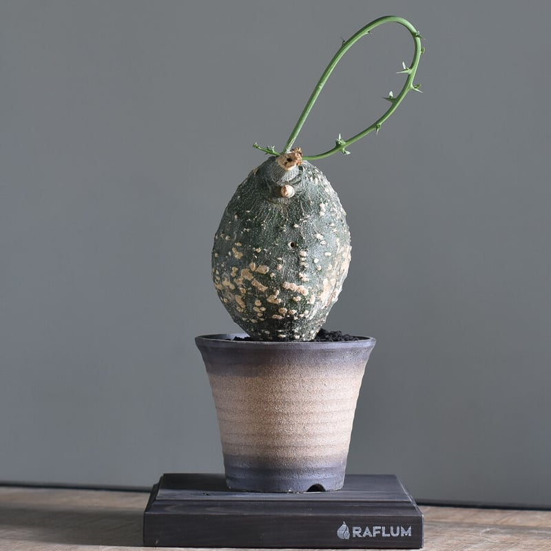 アデニア グロボーサ【塊根部が大きくゴツゴツした人気の優良株