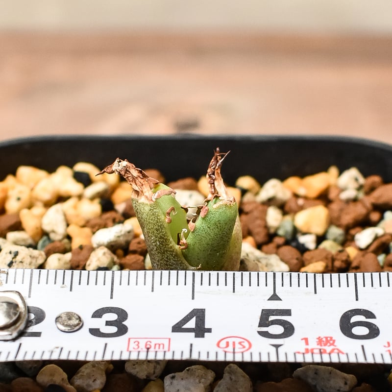 アガベ チタノタ ドワーフ /  