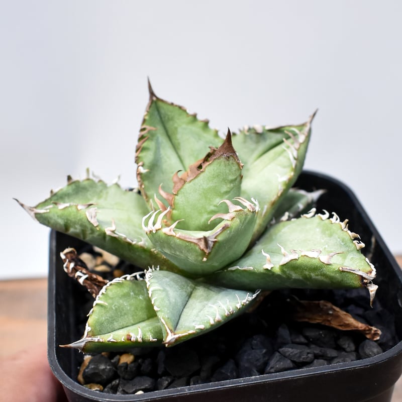 アガベ チタノタ 