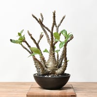 チレコドン レティキュラーツス 