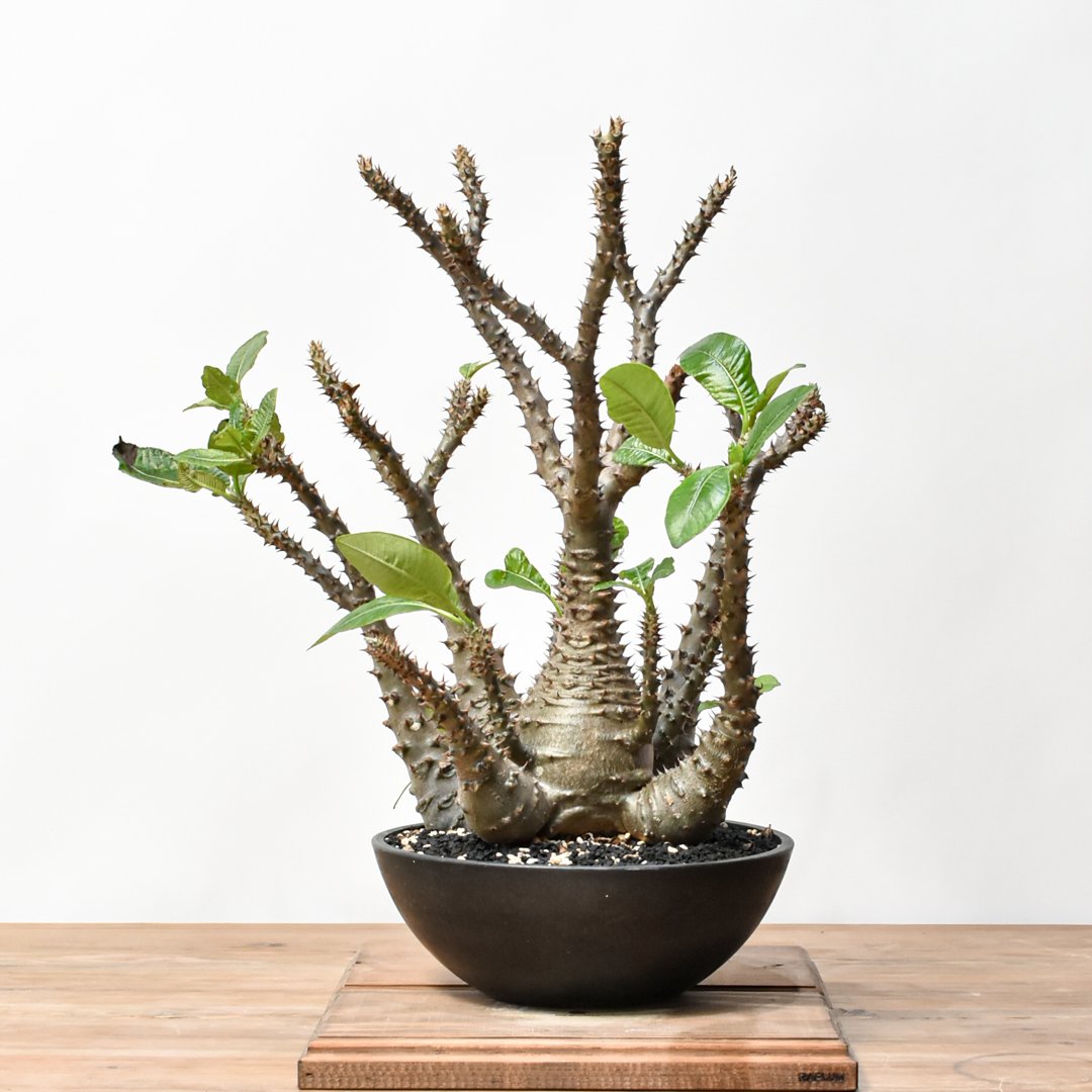 パキポディウム　ウィンゾリー RAFLUMコレクション】パキポディウム ウィンゾリー 