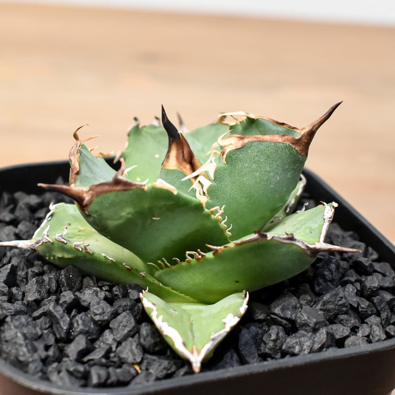 アガベ チタノタ 虎鯨 