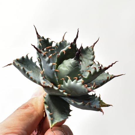 アガベ ハイブリット 特白肌怒雷神×象牙妖炎（陽炎エボリ）【台湾botanical_seeker産/選抜株】RF25011586
