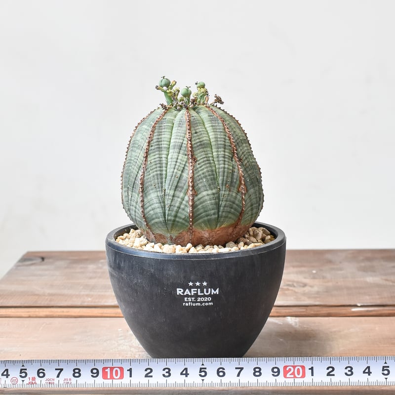 ユーフォルビア オベサ 【発根済み】HK2402398 (T) | RAFLUM / ラフラ