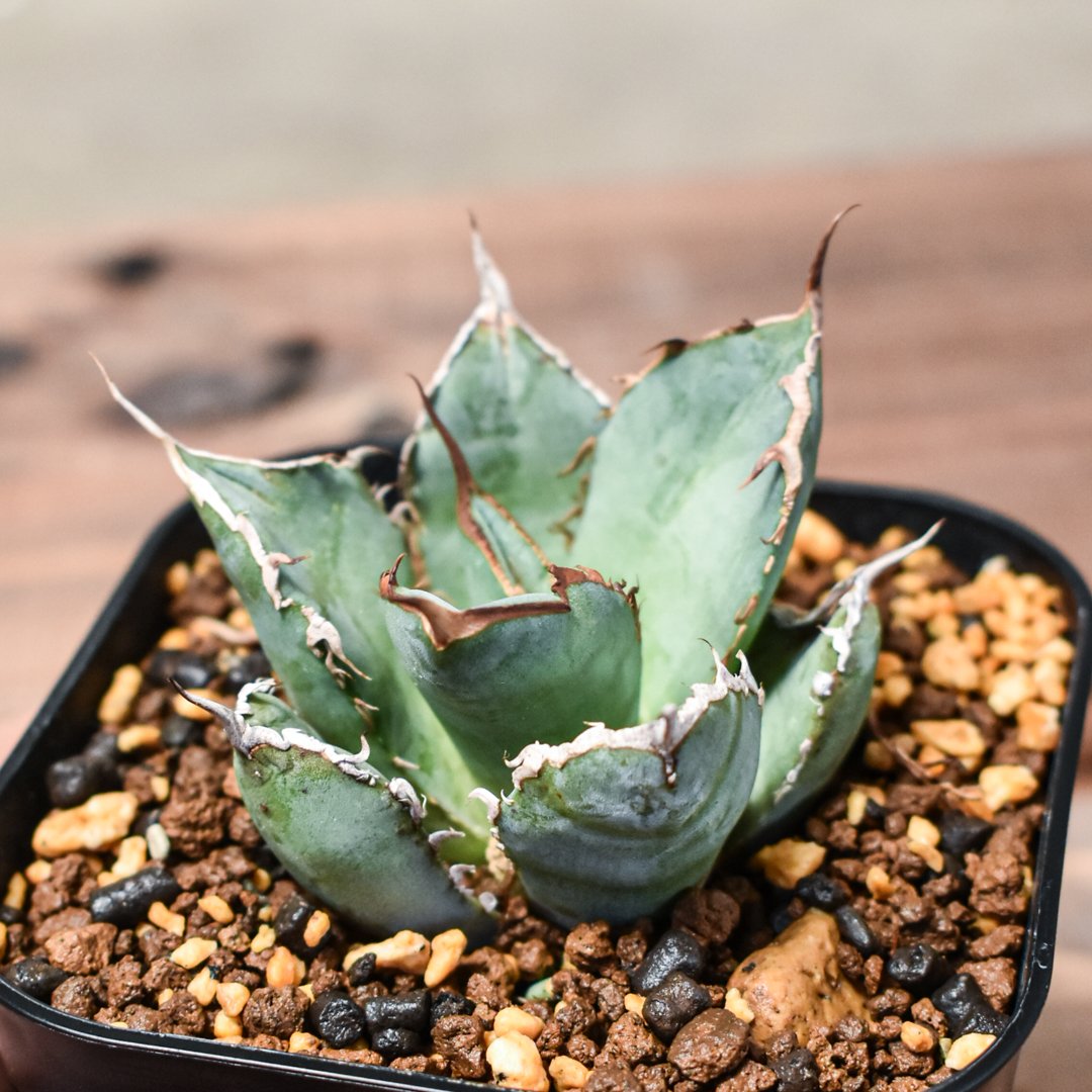 アガベ チタノタ 