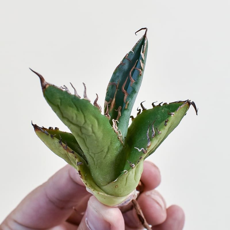 アガベ　チタノタ　まとめ売り Yahoo!オークション - アガベ チタノタ 宝珠 子株 Agave titanota ①