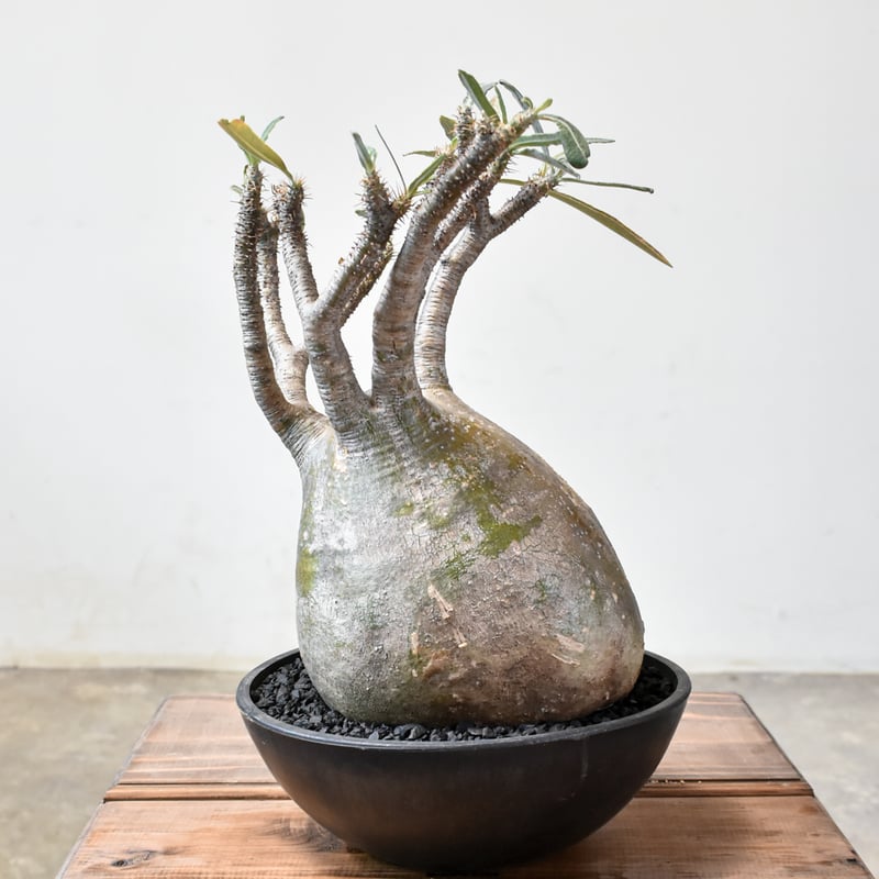 パキポディウム グラキリス 【現地球/発根済み】RF231569 | RAFLUM