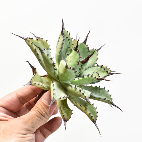 【最終価格】マクロカンサ×ドラゴントゥースhybrid 最終価格】マクロカンサ×ドラゴントゥースhybrid