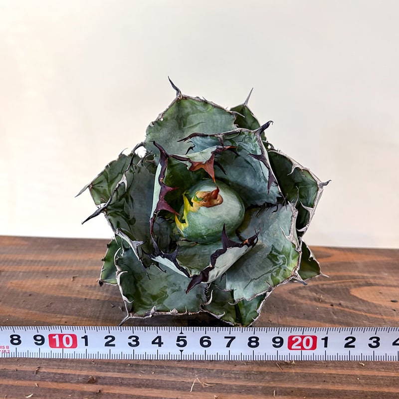 アガベ チタノタ ブラックアンドブルー / BB 藍球 