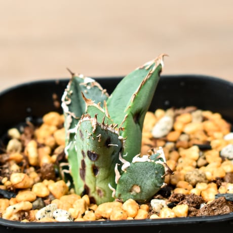 アガベ チタノタ "麻花" 【台湾huplants2010産/子株販売】RF25011843