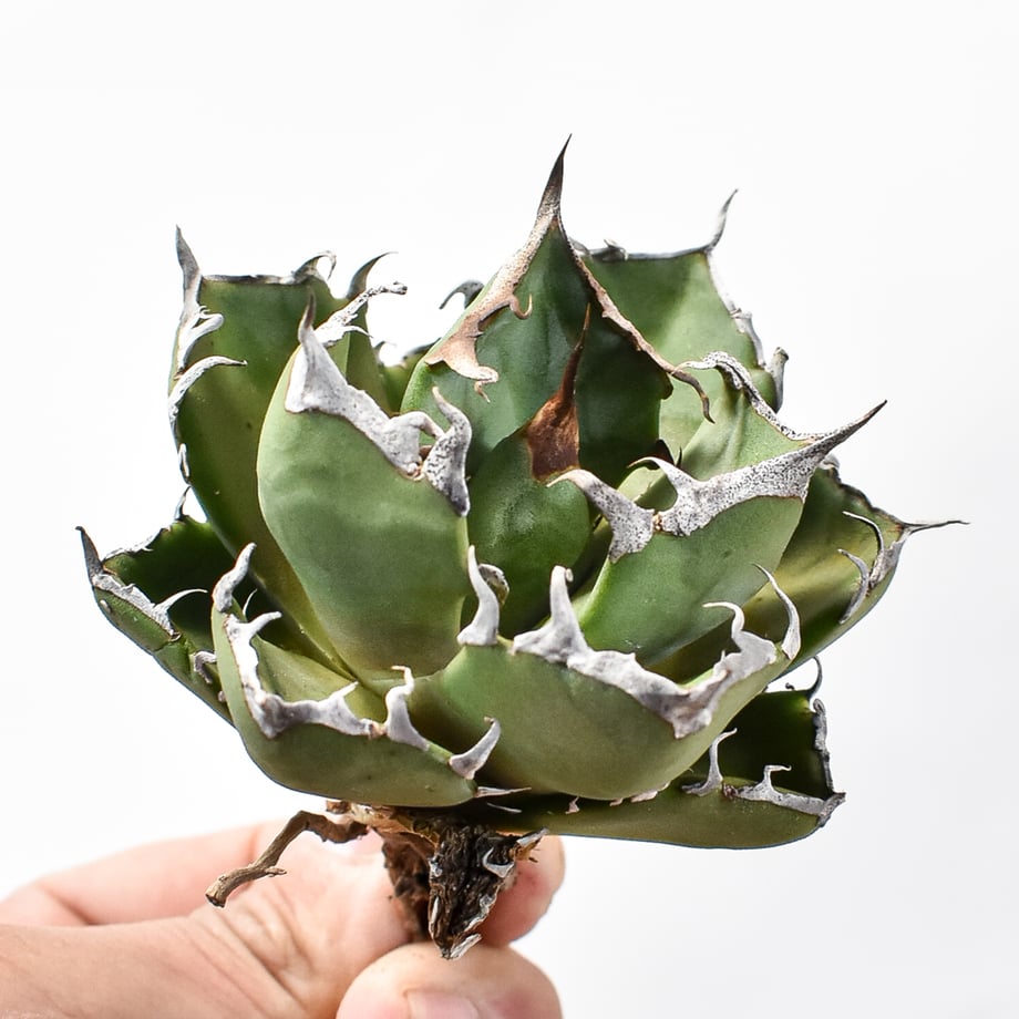 673c7ab145c7bd06f2bd9ad4