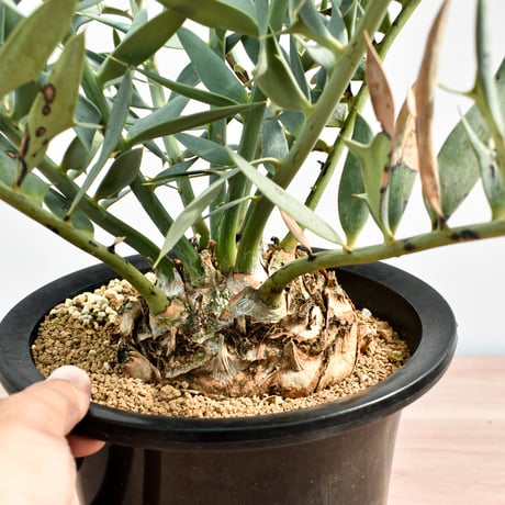 【国際希少野生動植物種登録票付】エンセファラルトス ホリダス RFHK-390