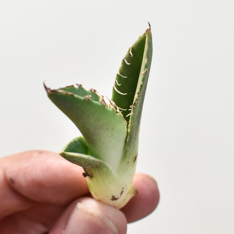 アガベ チタノタ 